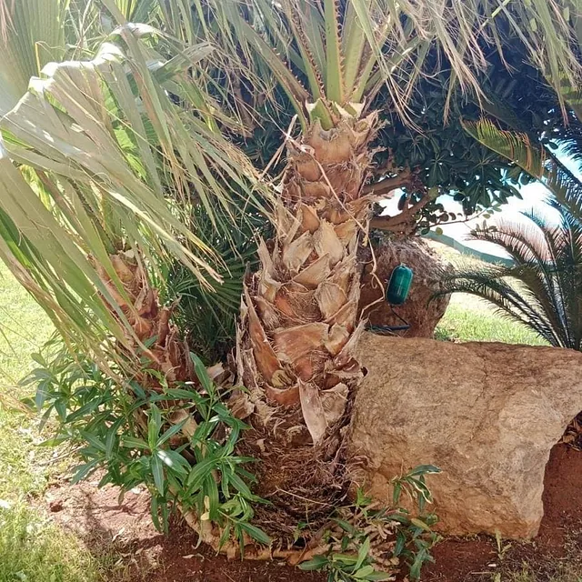 Girasoles Jardineros trabajos realizados