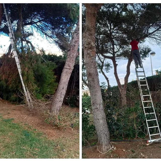 Girasoles Jardineros trabajos realizados