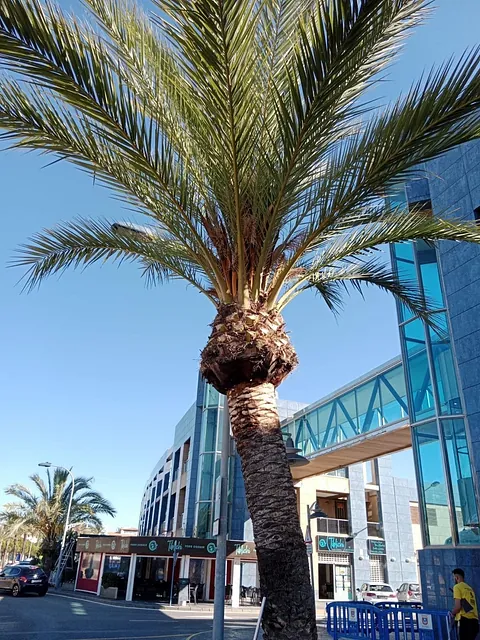 Girasoles Jardineros palma