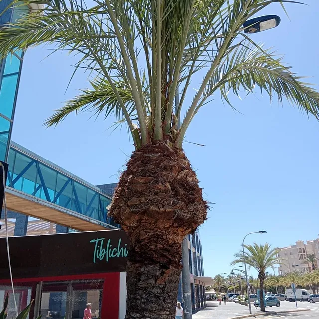 Girasoles Jardineros trabajos realizados