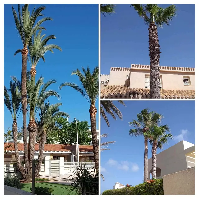 Girasoles Jardineros trabajos realizados